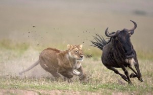 Wildebeest lions hunting 1.1