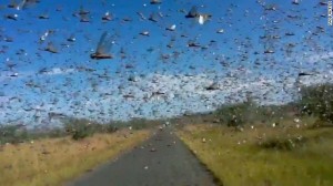 locusts