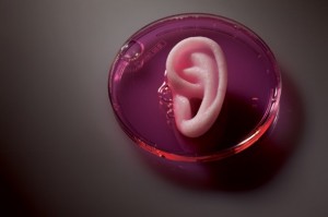 grown-ear-590x393