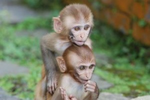 two monkeys 1.1