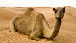 camel-sitting