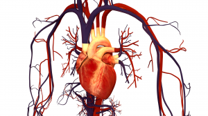 human heart veins 1.1