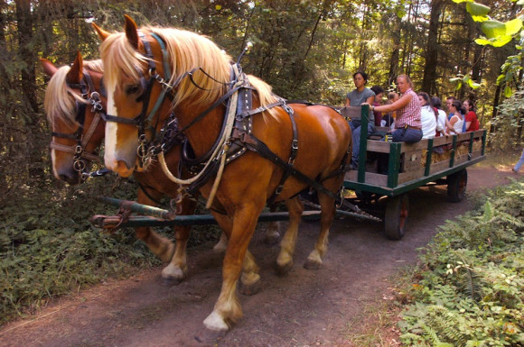 hay rides